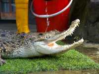 Miri Crocodile Farm Wildlife Mini Zoo