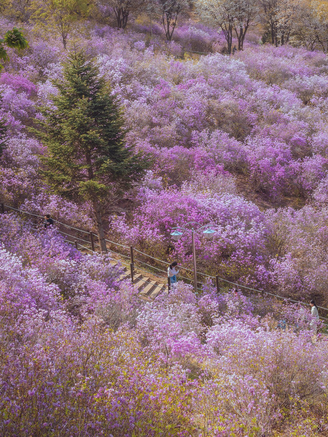 봄이되면 보라빛 진달래 꽃 동산에서 벚꽃나무를 함께 볼 수 있는 이곳은“부천 원미진달래동산“ 