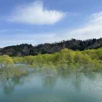 【山形】春しか見れない！雪解け水に沈む幻の湖🌱