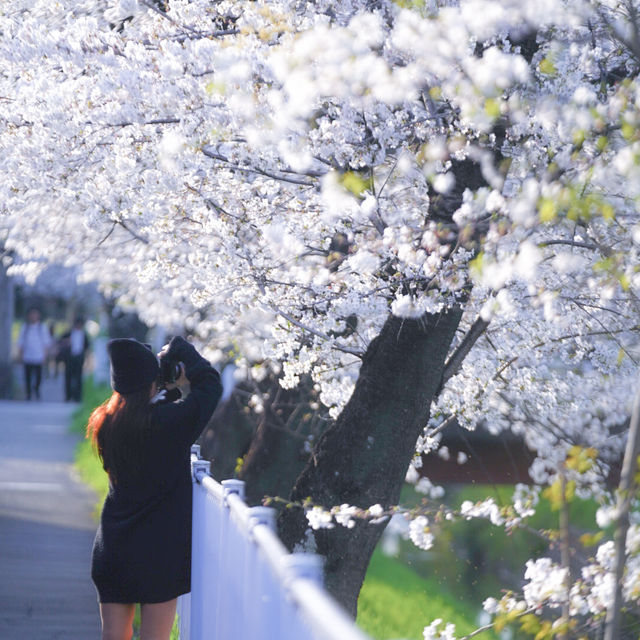 【埼玉】美しい川沿いの桜🌸名所
