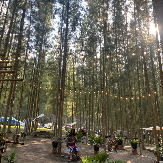 คาเฟ่กลางป่าสน 🌲