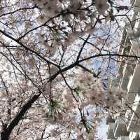 🌸中目黒桜🌸食べ歩き🚶‍♀️