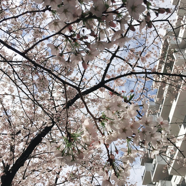 🌸中目黒桜🌸食べ歩き🚶‍♀️