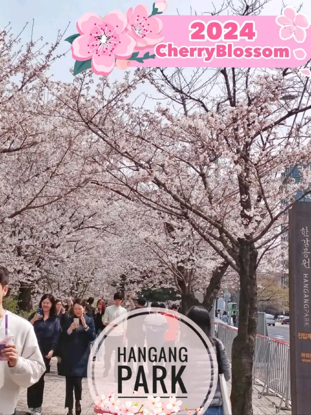 First sightings of Cherry Blossom 🌸 in Seoul!