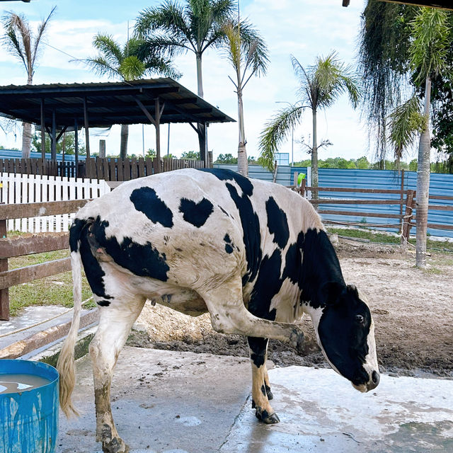 Delightful Animal Adventure at Desaru Mini Zoo 