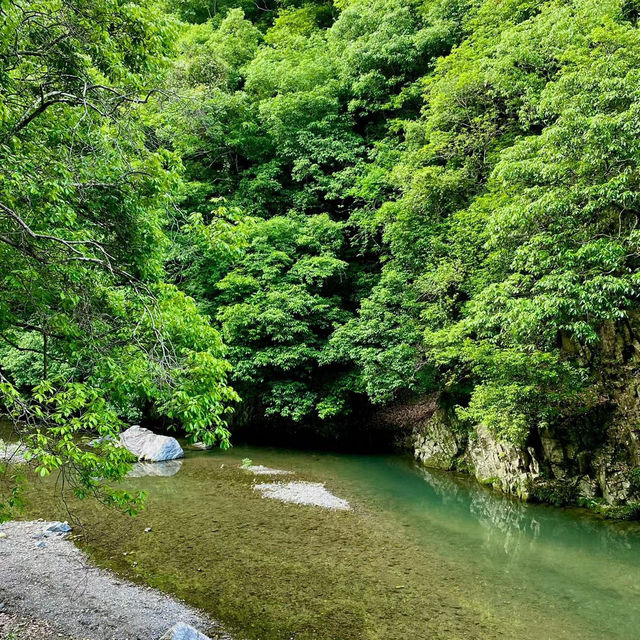 吉野熊野國立公園：壯闊樹林、豐富生態