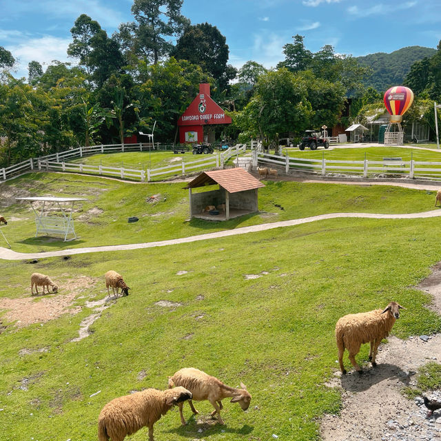 🐑ฟาร์มแกะเข้าฟรีที่นครศรีฯ