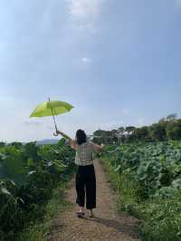 전라남도 무안 회산 백련지 가볼만한 곳 연꽃 명소 추천🪷