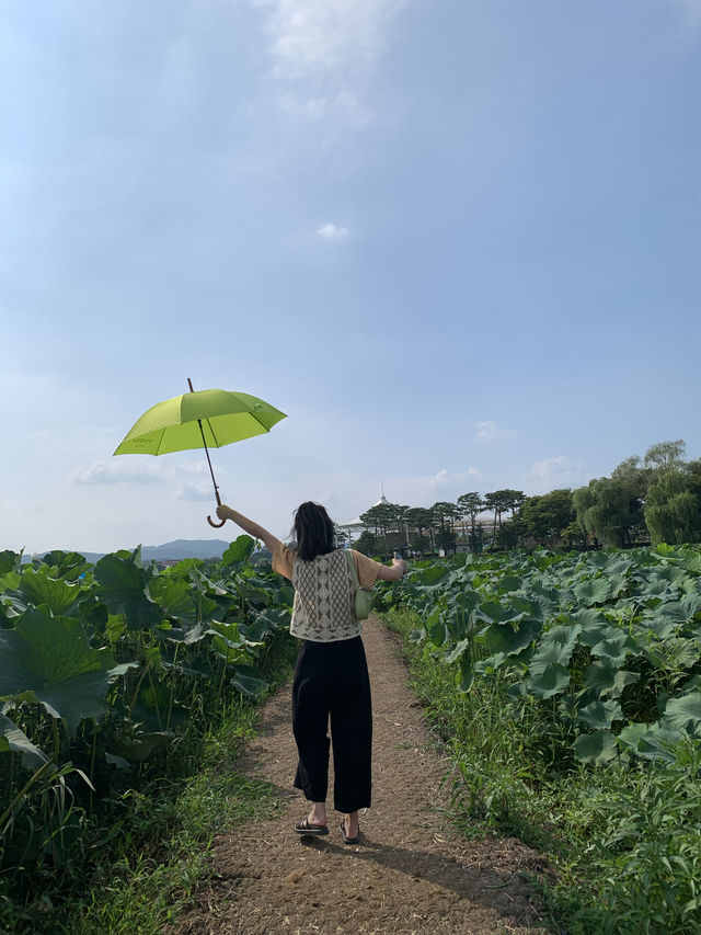 전라남도 무안 회산 백련지 가볼만한 곳 연꽃 명소 추천🪷