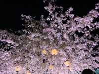 【日本廣島景點】縮景園之三：除了日櫻🌸還有限定活動：夜櫻🌸被夜櫻埋沒的縮景園更令人陶醉🌸