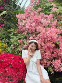 新加坡巨型溫室花園！400,000棵特色植物打卡！