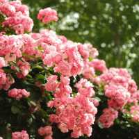 Rose season in Seoul