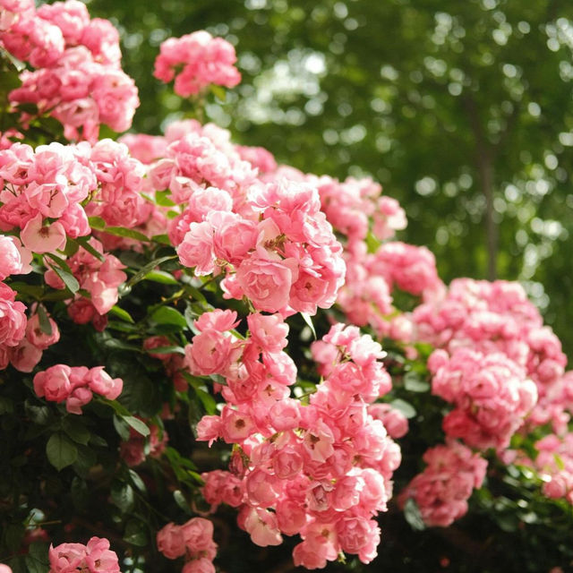 Rose season in Seoul