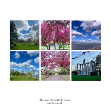 "Bushy Park⛲️Historical heritage and natural scenery"