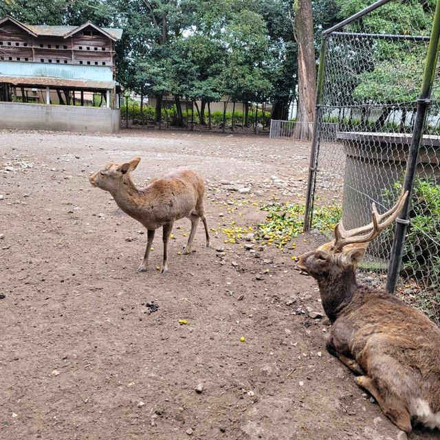 【静岡県三島市】三嶋大社