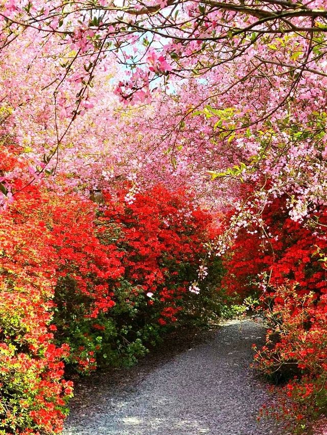 역대급 봄꽃축제 서부해당화가 아름다운 남미륵사🌸