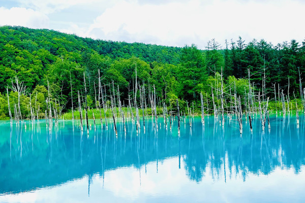 【北海道/美瑛町 青い池と新緑🌲水面に映る空模様が美しい幻想的な風景が見られる場所 】 | Trip.com 美瑛