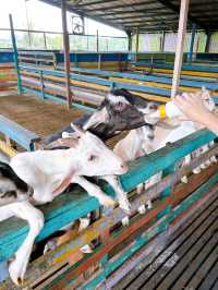 Feeding Cute Animals at BSL Ecofarm