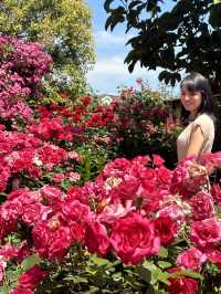 〜神奈川県〜日本で1番綺麗なバラ園🌹English Garden横浜