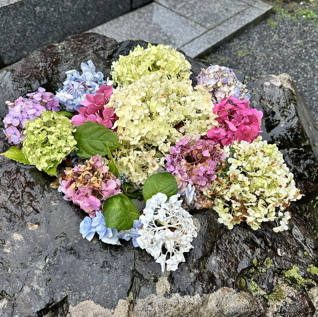 九州久留米千光寺的七千繡球花💐🌺🌸🌻🪻 