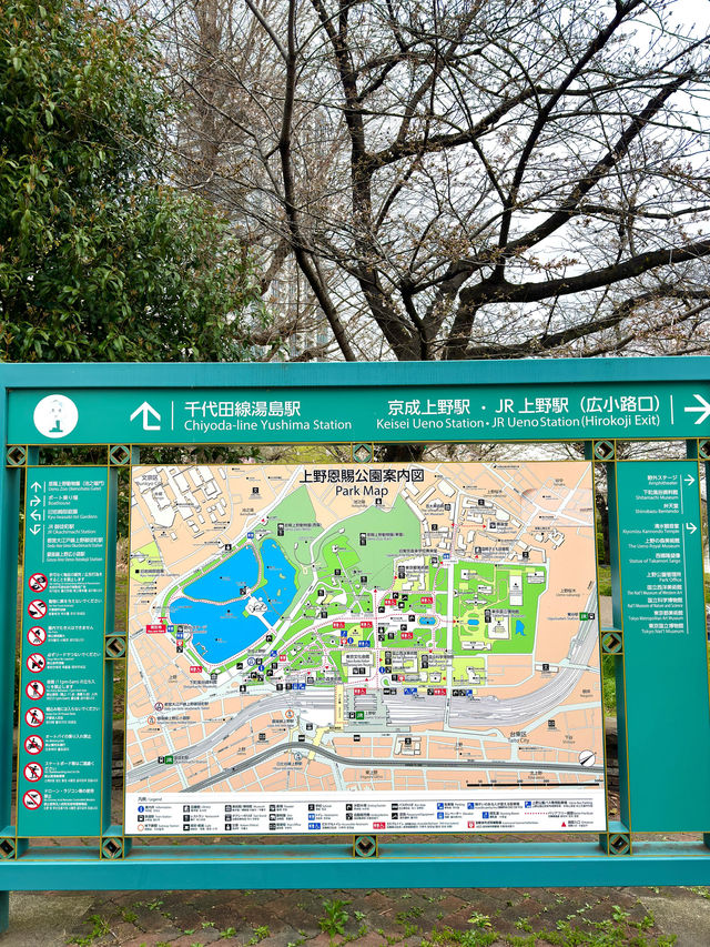 東京　東京観光　絶対外せない観光スポット不忍池に行ってきたぞ！