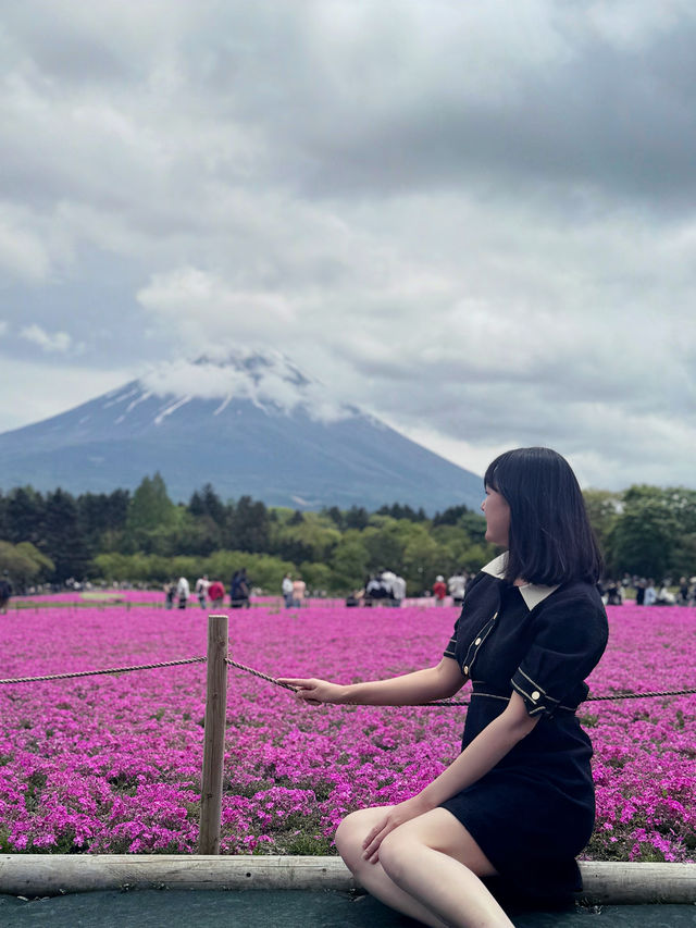 📍富士本栖湖リゾート 富士芝桜まつり