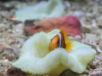 รีวิว "ระยอง อควาเรียม" 🐠🐟🪼