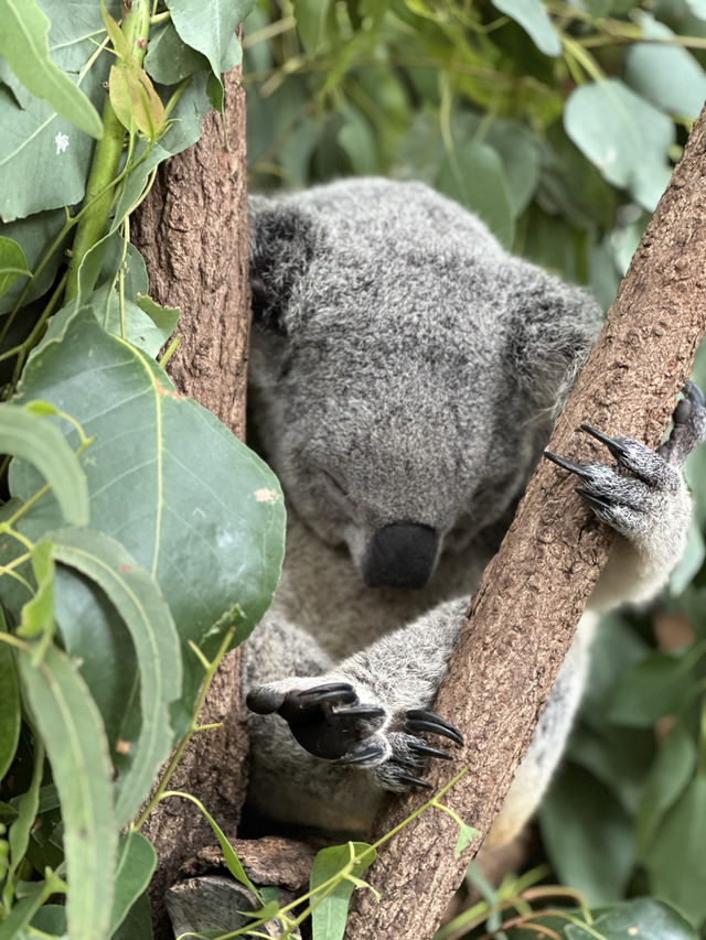 【澳洲墨爾本】 冇得抱樹熊的龍柏動物園還值得去嗎？