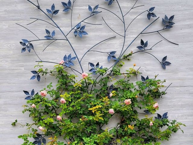 【苗栗】浪漫玫瑰花園，適合情侶家庭朋友賞花遊玩