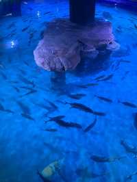พิพิธภัณฑ์สัตว์น้ำ Aquaria Phuket