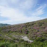 【綠色天堂】草千里之濱：馬匹體驗、停車場、火山博物館，適合晴朗天氣