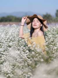 I Love Flower Farm สวนดอกไม้เชียงใหม่