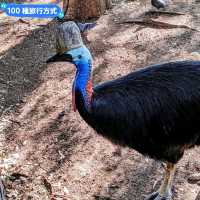 澳洲雪梨-野生動物園與無尾熊合照：Featherdale野生動物園
