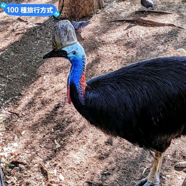 澳洲雪梨-野生動物園與無尾熊合照：Featherdale野生動物園