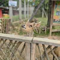bandung trip highlight : ranca upas! (family friendly)