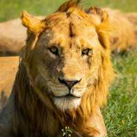 Experience the Great Migration Across Serengeti’s Majestic Grasslands
