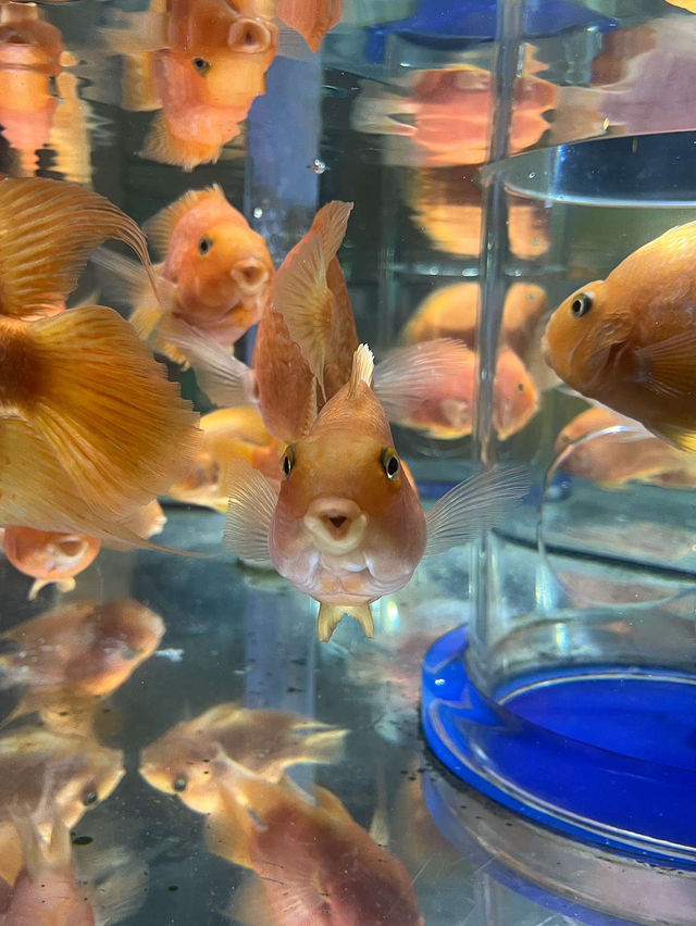 ෆ˃̵͈̑ᴗ˂̵͈̑ෆ 코엑스 아쿠아리움 동물의숲