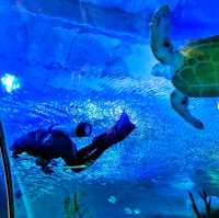 🇲🇾 Underwater Wonders: Exploring Aquaria KLCC