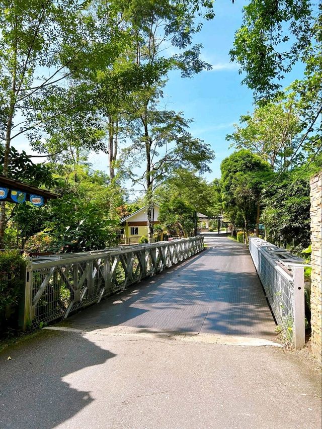 Save the Elephants at Kuala Gandah National Elephant Conservation Centre