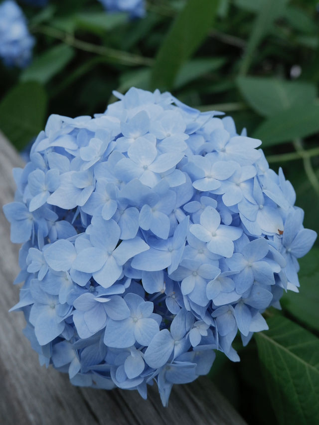 明月院：走進紫陽花寺的淡藍色繡球花海