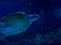 Discover the Diversity of Aquaria KLCC