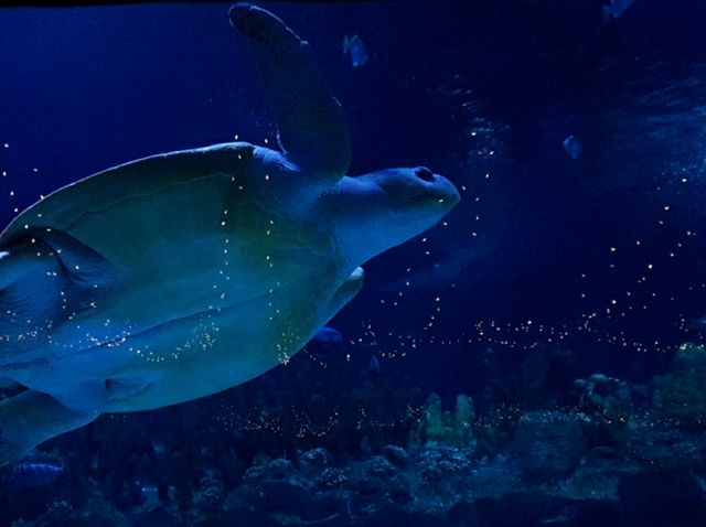 Discover the Diversity of Aquaria KLCC