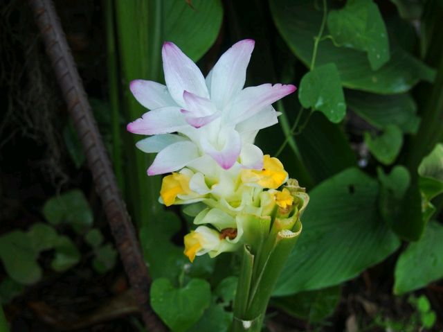 วัดป่าสิริวัฒนวิสุทธิ์ นครสวรรค์