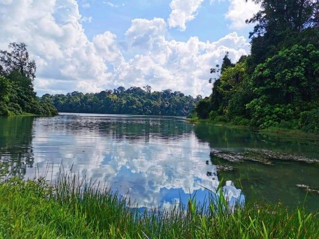 Discover MacRitchie Reservoir: Singapore’s Secret Nature Gem