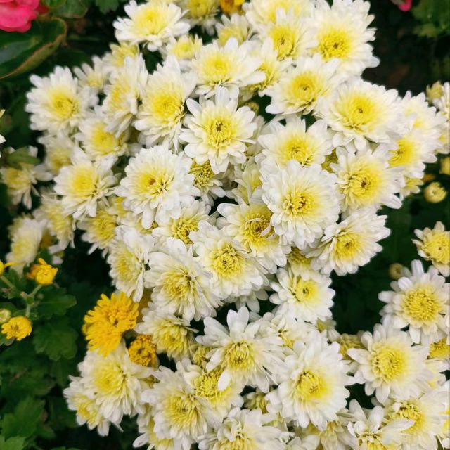 清邁咖啡店二訪