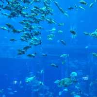 DMM Kariyushi水族館～迷人海洋世界