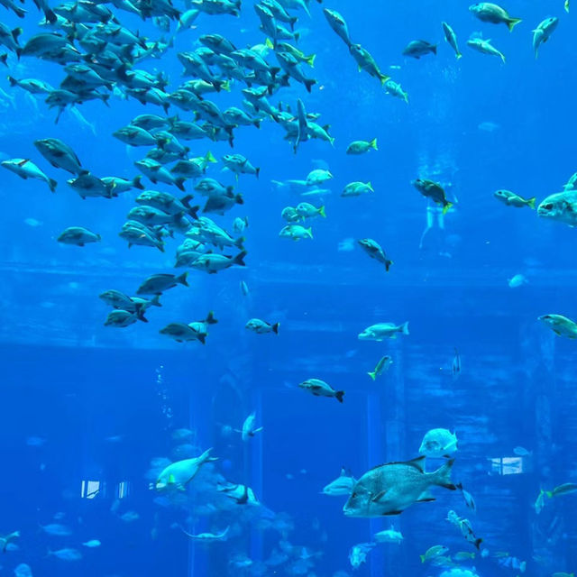 DMM Kariyushi水族館～迷人海洋世界
