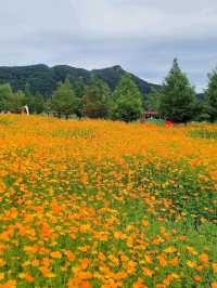 너무 예쁜 가을 물결이 펼쳐지는 연천여행지🧡
