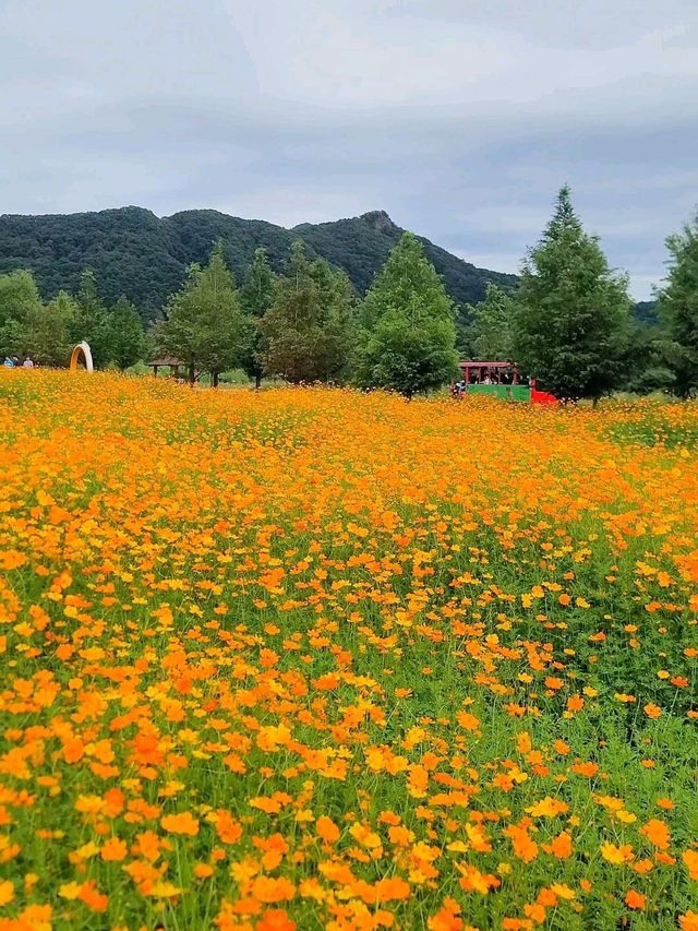 너무 예쁜 가을 물결이 펼쳐지는 연천여행지🧡