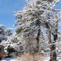 青森景點|搭冬季限定津輕鐵道暖爐列車（ストープ列車）到東北賞雪